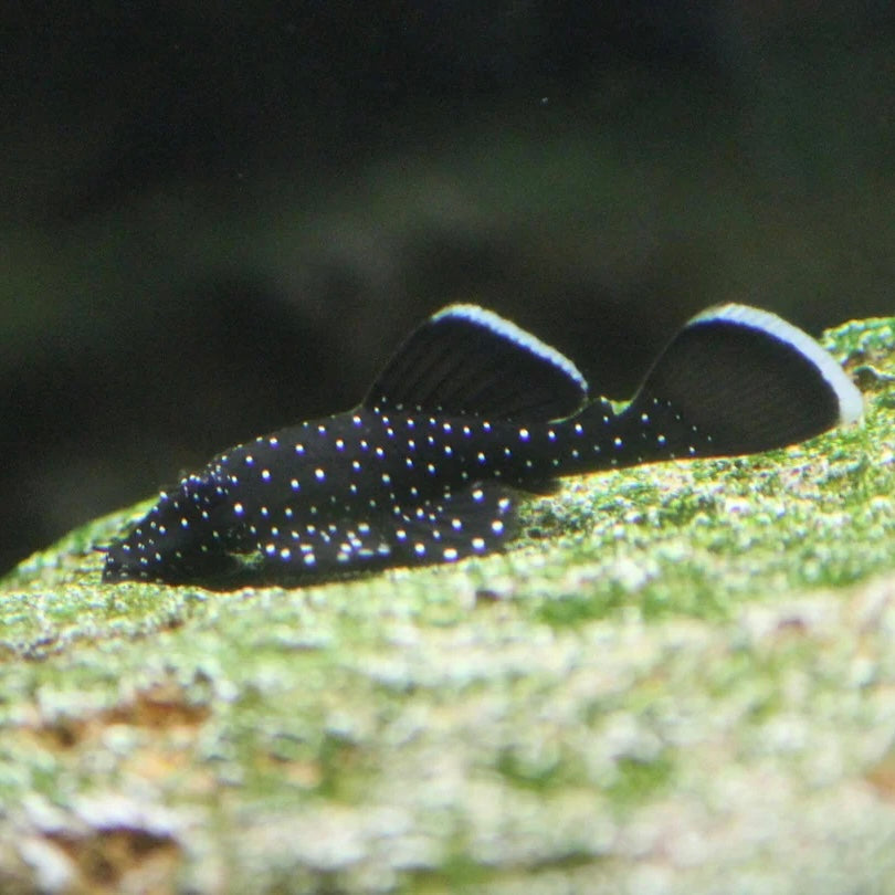 Peppermint Bristlenose Pleco 3cm