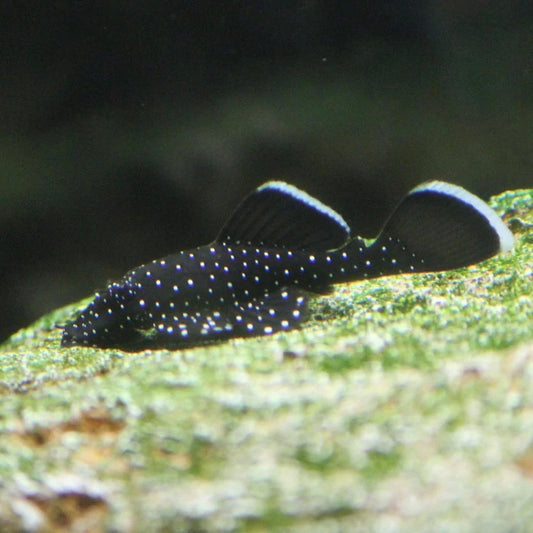 Peppermint Bristlenose Pleco 3cm