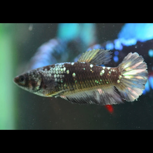Copper Gold Avatar Halfmoon Plakat Female Betta 4cm
