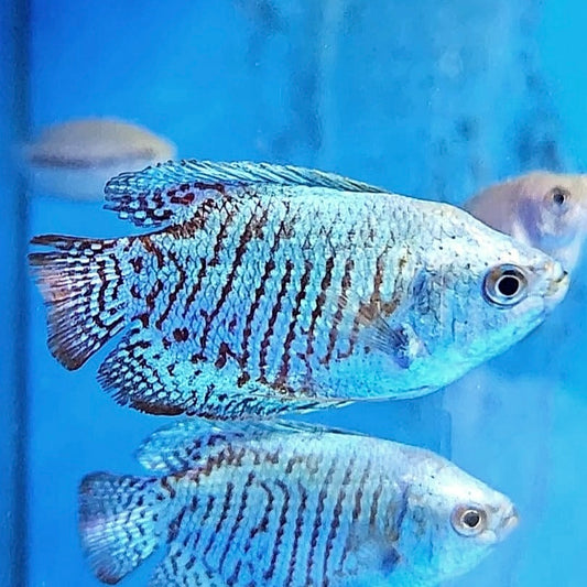 Cobalt Dwarf Gourami (Male) 4cm