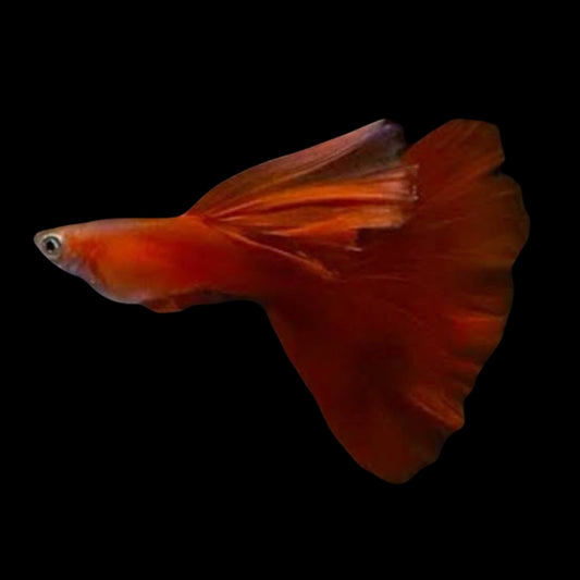Red Moscow Male Guppy 3cm