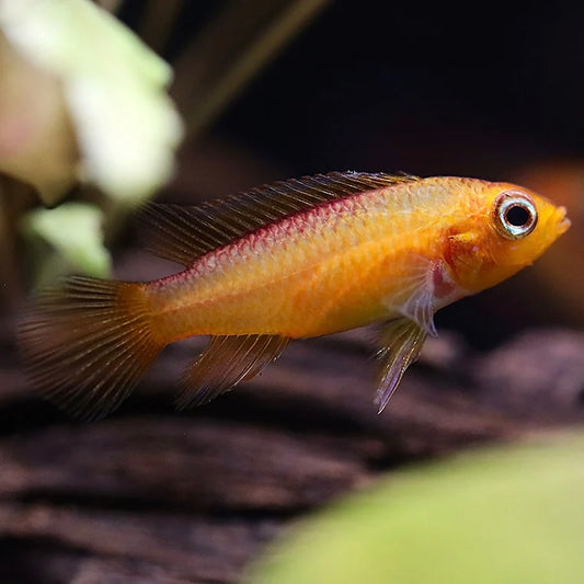 Apistogramma Agassizii Fire Red Gold 2cm