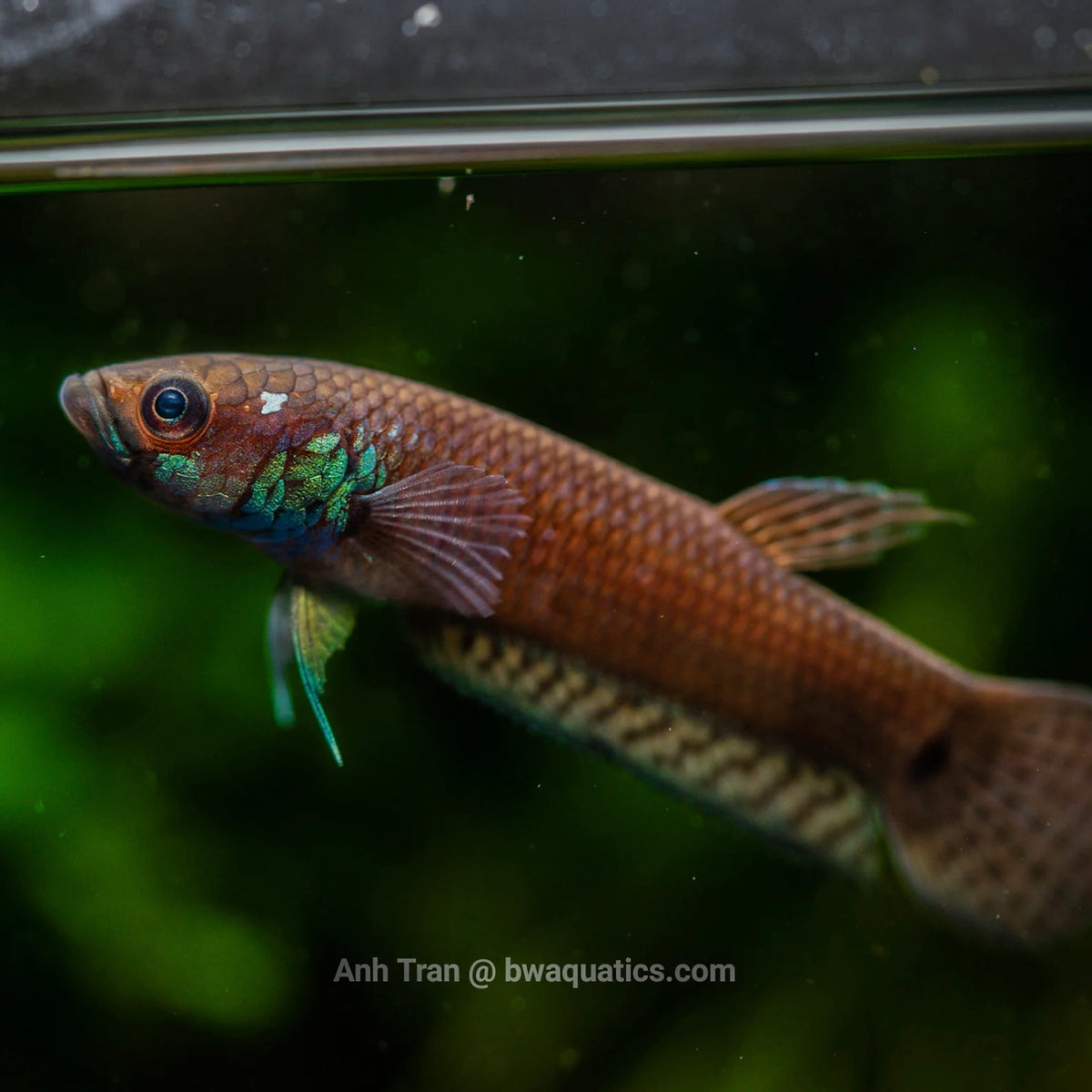Betta Pallifina Pair Wild Betta 8cm