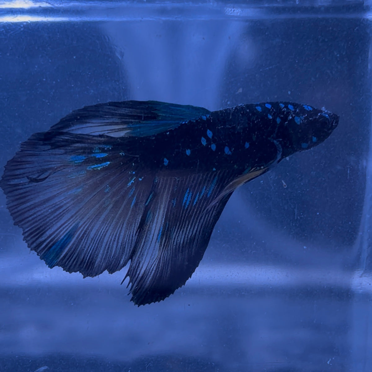 Halfmoon Avatar Male Betta 3.5cm (H)