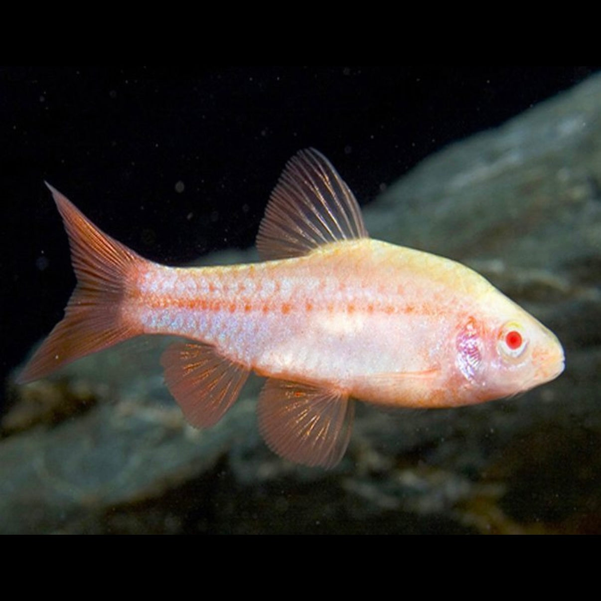 Albino Cherry Barb 3cm