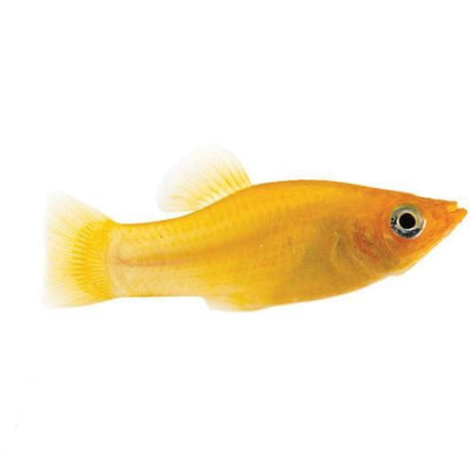 Orange Molly 4-5cm