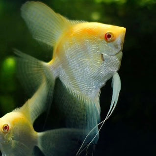 Albino Gold Angelfish 7-8cm