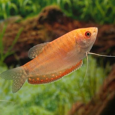 Golden Gourami 5cm