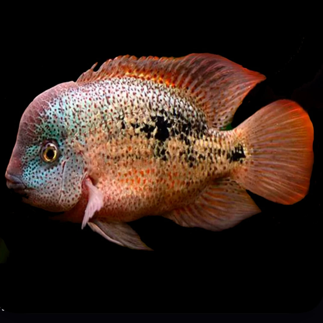 Vieja Hartweiji 8cm