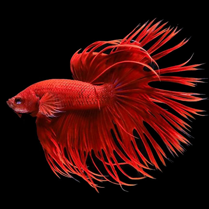 Crowntail Male Betta (Red) Example Only - Few Available