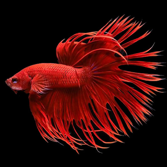 Crowntail Male Betta (Red) Example Only - Few Available