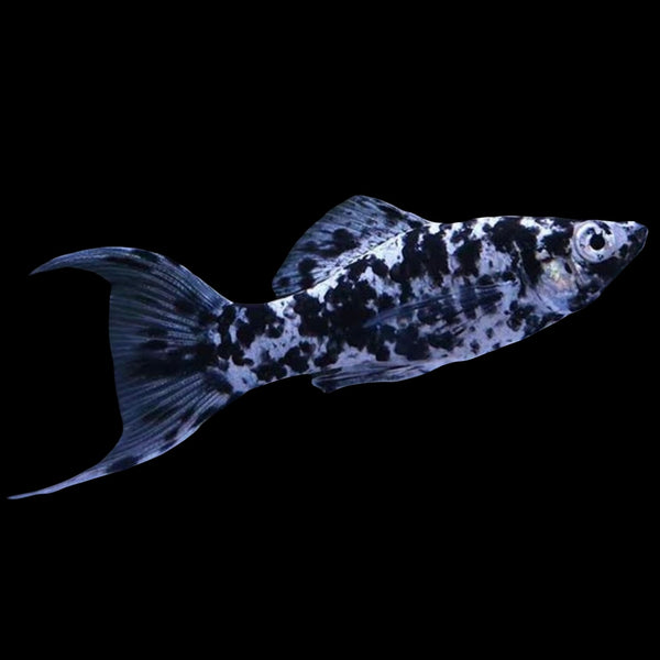 Dalmatian Lyretail Molly 4-5cm