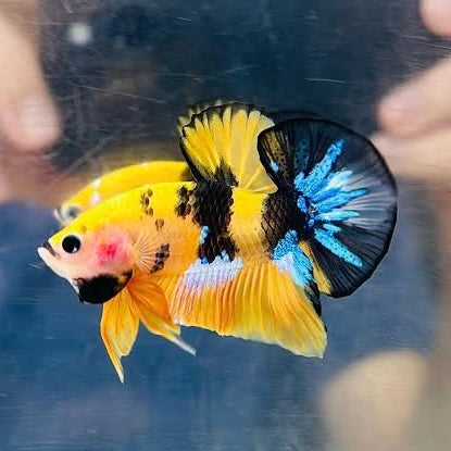 Yellow Koi HMPK Male Betta 3.5cm (Example Only)