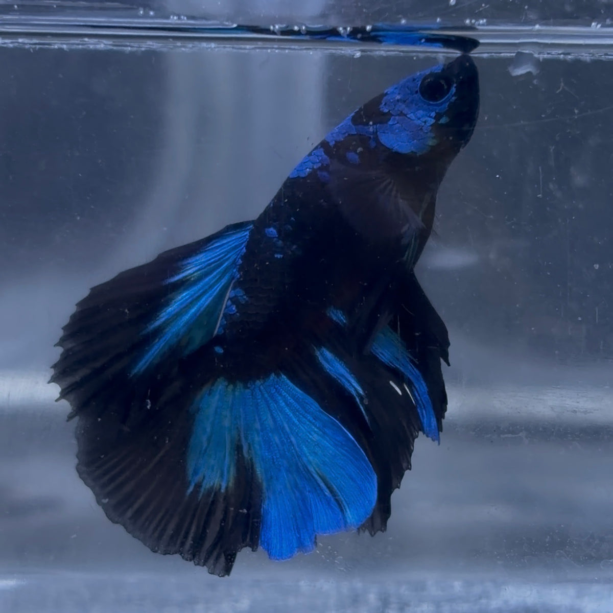 Halfmoon Avatar Male Betta 3.5cm (A)