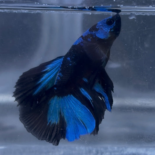 Halfmoon Avatar Male Betta 3.5cm (A)