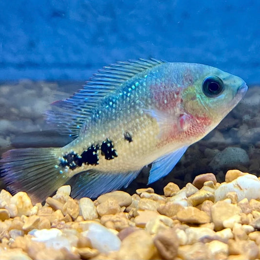 Vieja Synshilum Red Head Cichlid 6-8cm