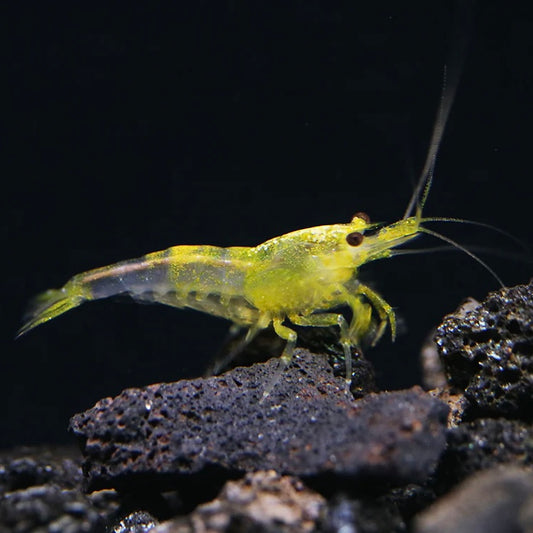 Yellow Cherry Shrimp 1cm Mix Grade