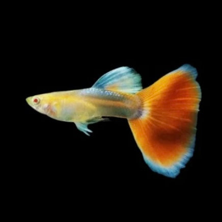 Albino Red Topaz Guppy Pair 3cm