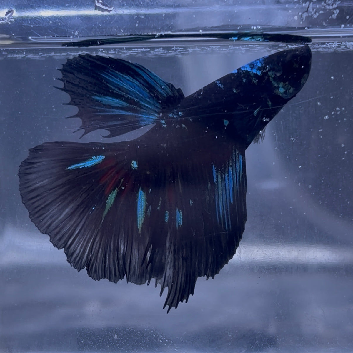 Halfmoon Avatar Male Betta 3.5cm (E)