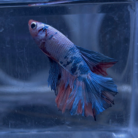 Halfmoon Multicolour/Koi Male Betta 3.5cm (D)