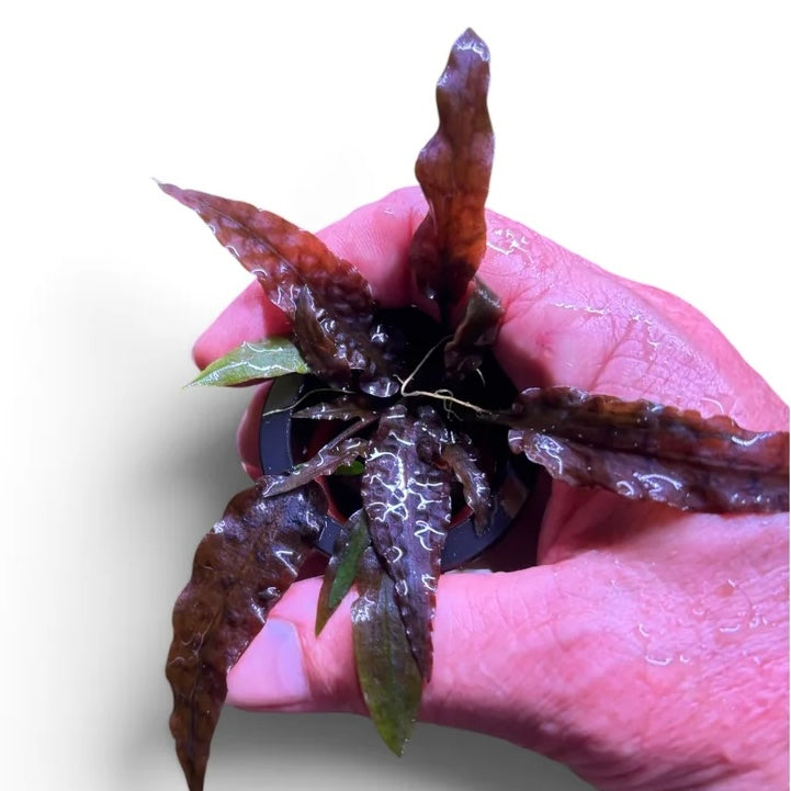 Crypt Wendtii Tropica Potted (WA Only)