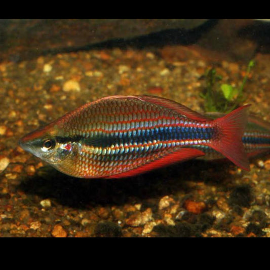 Bindawuy River Melanotaenia trifasciata Rainbowfish Juveniles 4cm