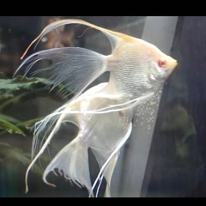 Albino Veiltail Angelfish 7-9cm