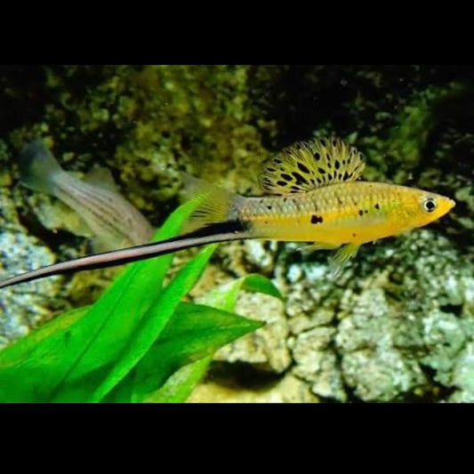 Montezuma Swordtail 7cm