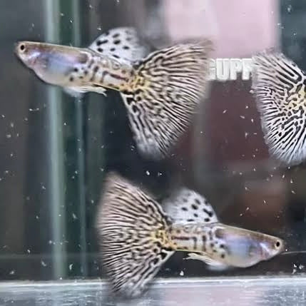 Metal White Male Guppy 3cm