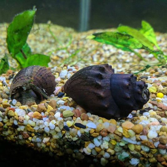 Spikey Marsh Snail 4cm