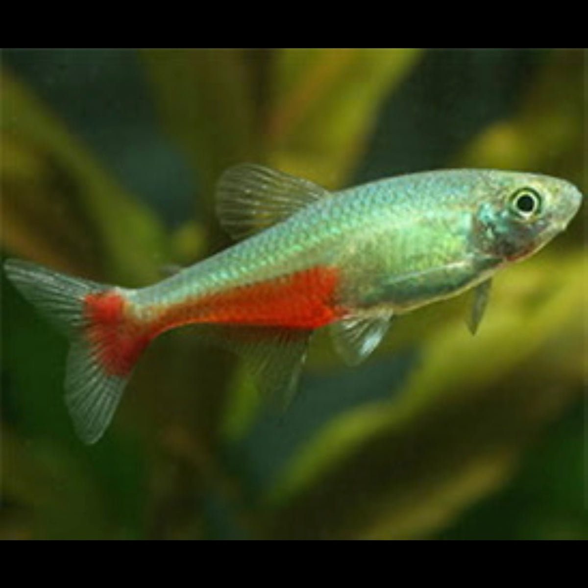 Green Fire Tetra Aka Rathbun’s Bloodfin Tetra 2cm