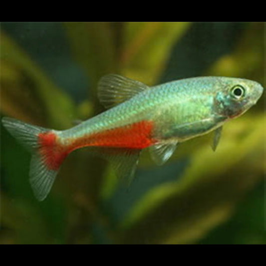 Green Fire Tetra Aka Rathbun’s Bloodfin Tetra 2cm