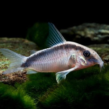 Corydoras Arcuatuas Skunk Cory 4cm