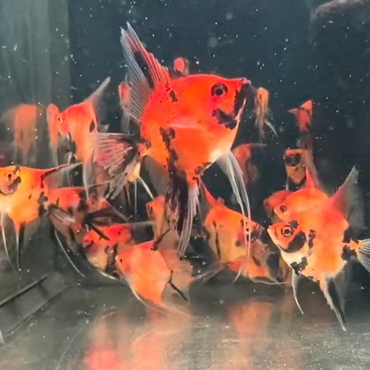 Red Devil Angelfish 5cm