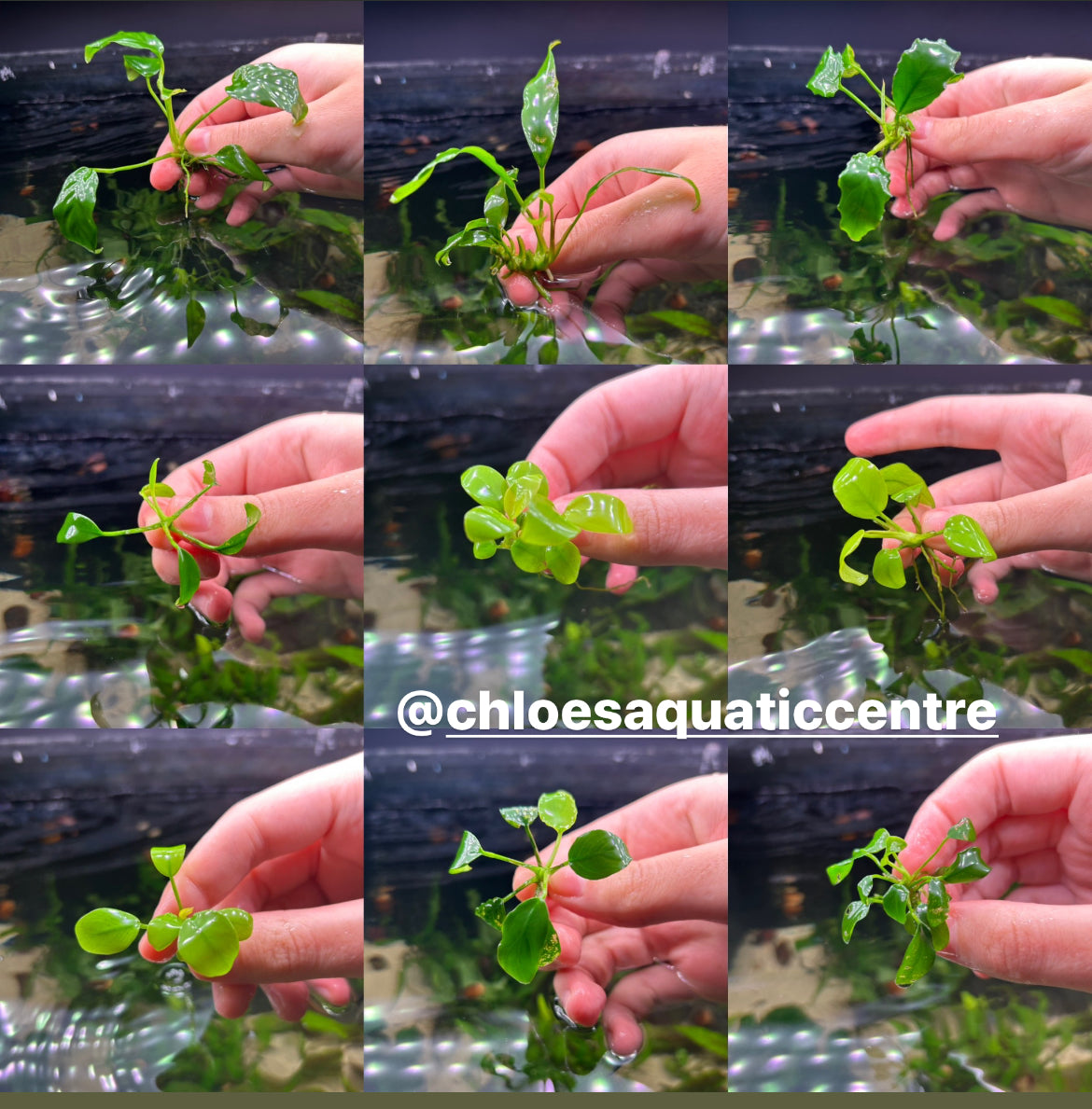 Assorted Anubias 3-4+ Leaf - Aquarium Fish Tank Aquatic Plant