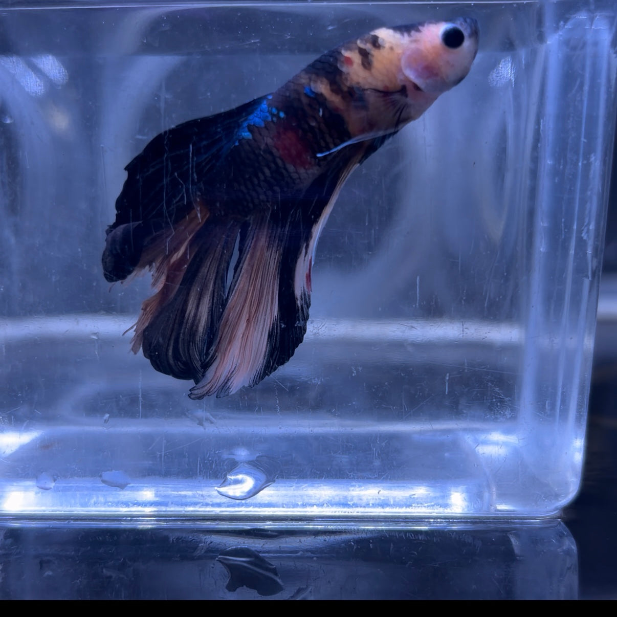Halfmoon Multicolour/Koi Male Betta 3.5cm (F)