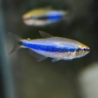 Blue Emperor Tetra 2.5cm