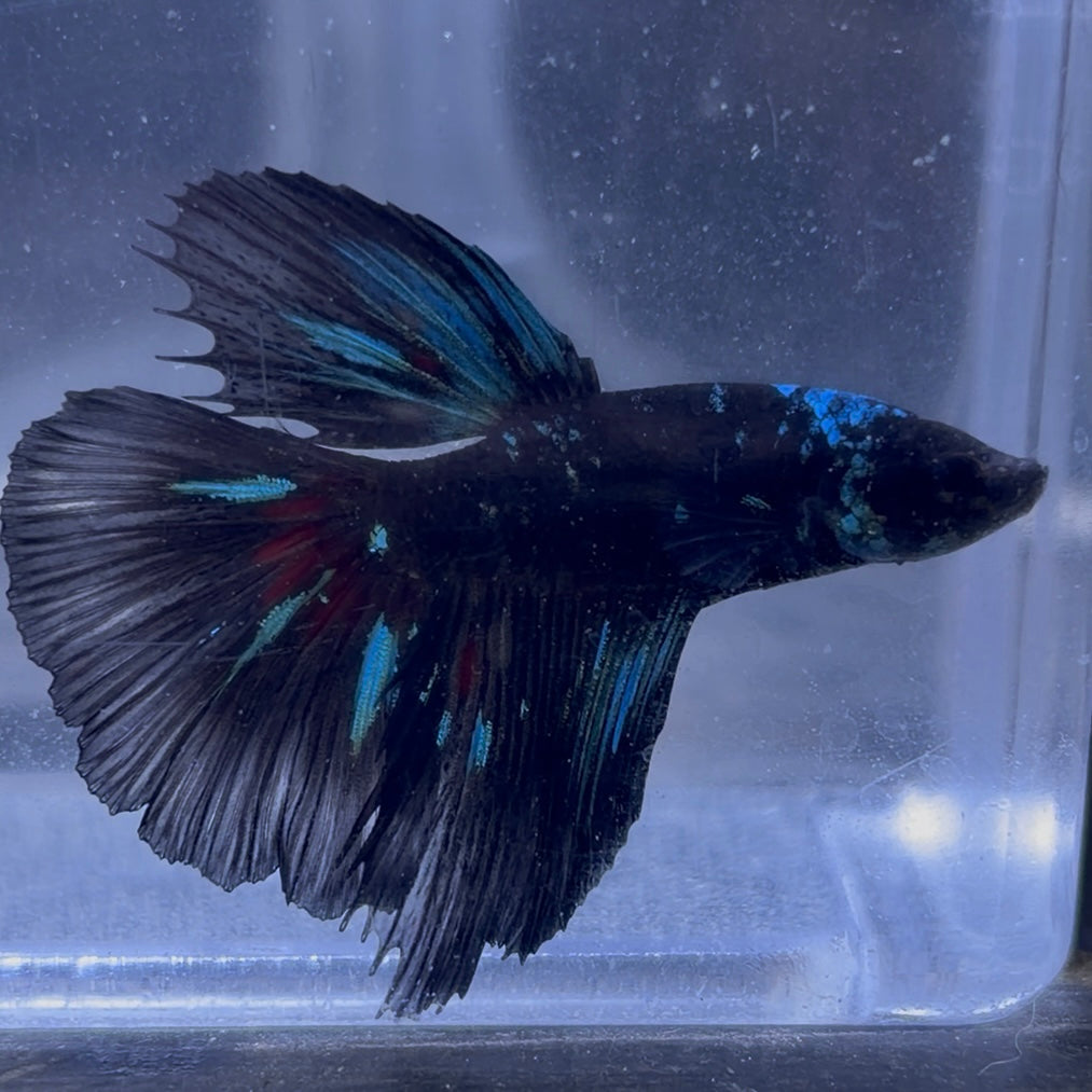 Halfmoon Avatar Male Betta 3.5cm (E)