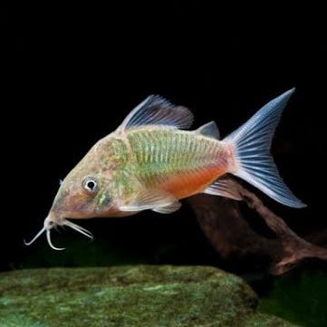 Brochis Splendens (Emerald Cory) 3.5cm