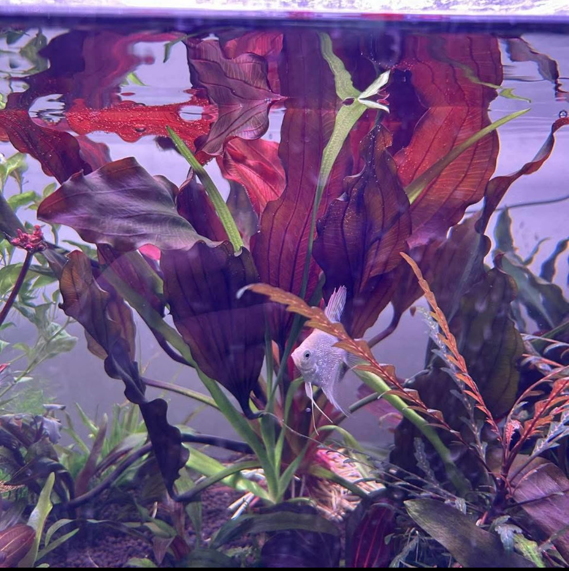 Echinodorus Black Beauty - RARE (See description)