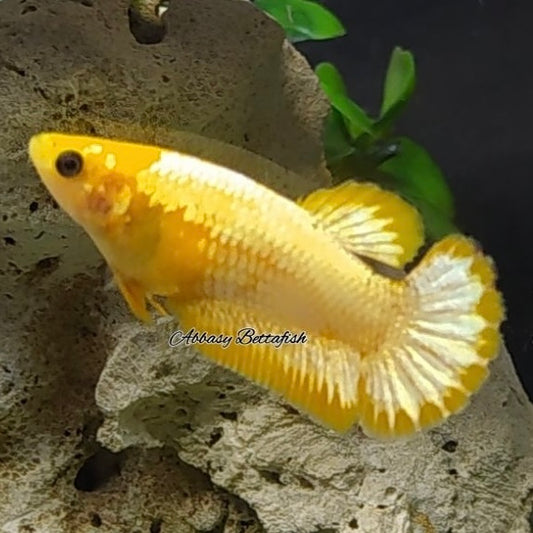 Yellow Fancy Copper Plakat (FCCP) Female Betta 4cm