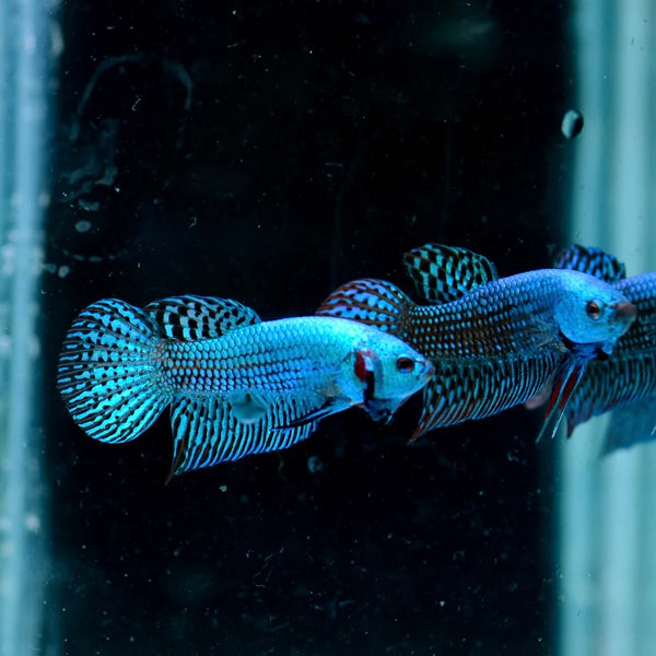 Green Alien Betta 3cm Sexed or Pairs