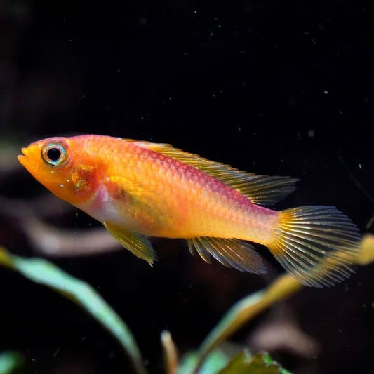 Apistogramma Agassizi Fire Red 2cm