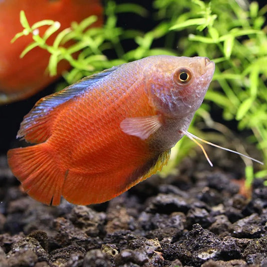 Red Flame Dwarf Gourami Pair 3-4cm