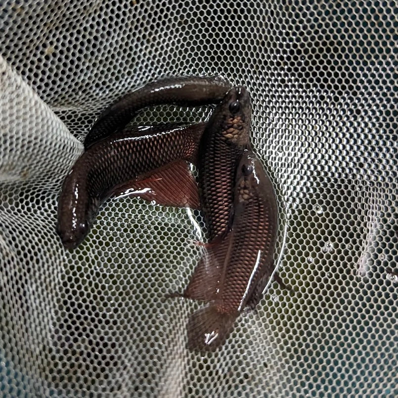 Betta Smaragdina Copper Wild Sexed or Pairs  3-4cm