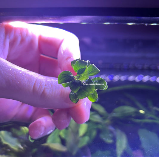 Anubias Barteri “Nana Petite”  - Aquarium Fish Tank Aquatic Plant