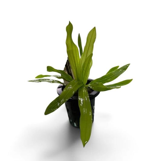 Echinodorus horemanii green Rare