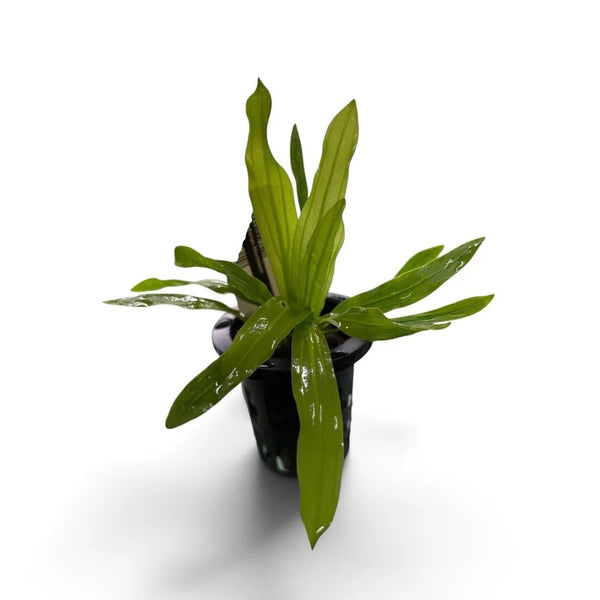 Echinodorus horemanii green Rare