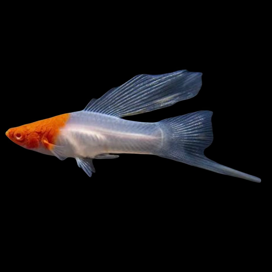 Highfin Santa Claus / Koi Swordtail 4-5cm