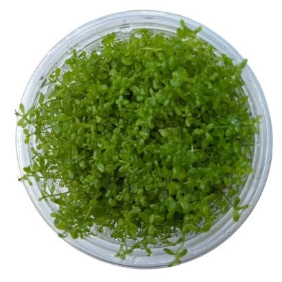 Hemianthus micranthemoides Baby Tears narrow Tissue Culture